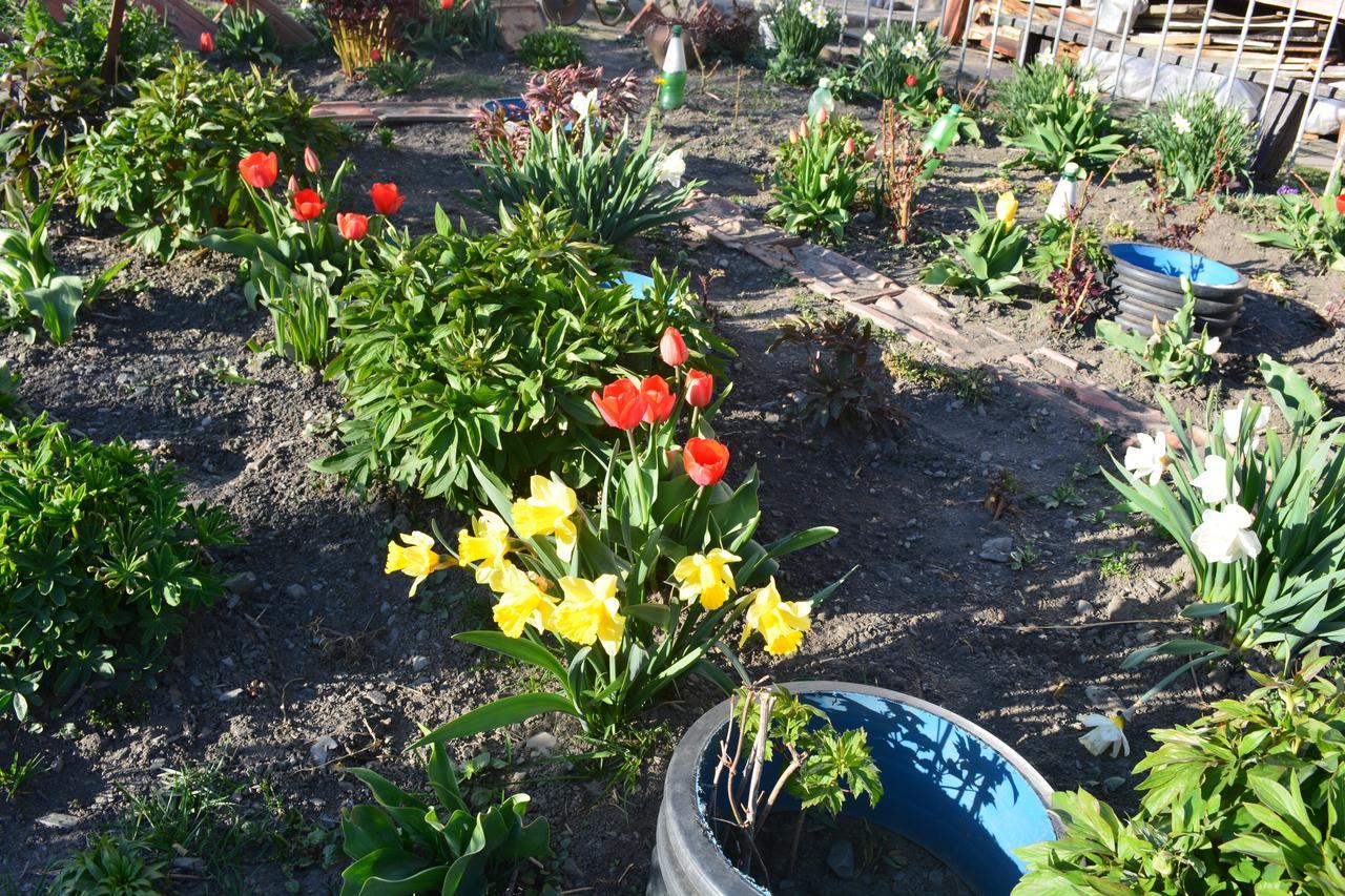 Ekaterine